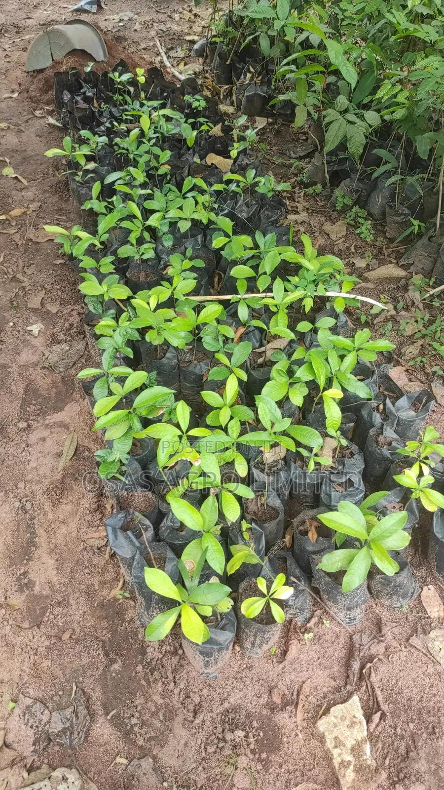 Bitter Kola (Garcinia Kola)