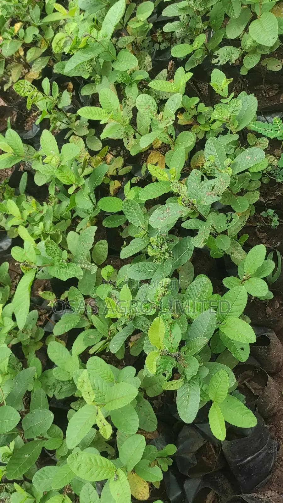 Hybrid Dwarf Jumbo Guava