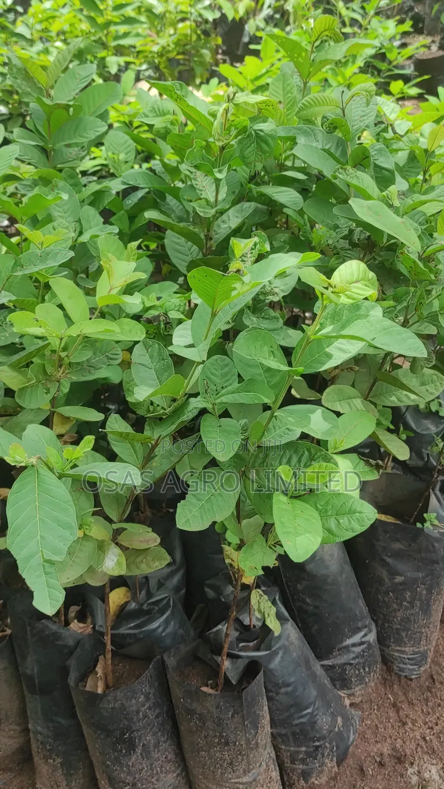 Hybrid Dwarf Jumbo Guava