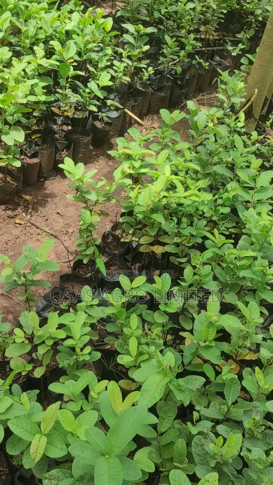Hybrid Dwarf Jumbo Guava