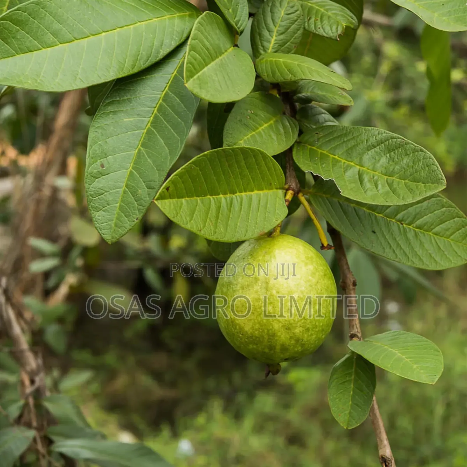 Hybrid Dwarf Jumbo Guava