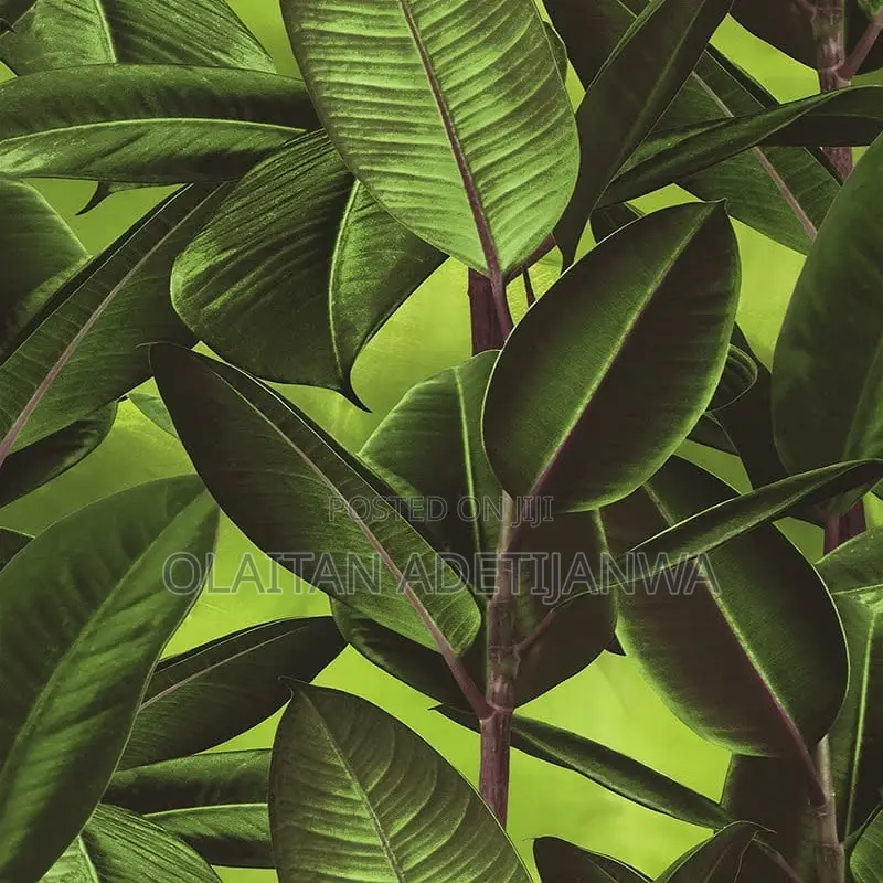 4d Forest Green Palm Italian Wallpaper 16sqm
