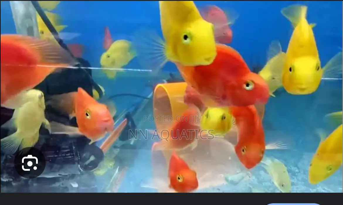 Imported Parrot Fish