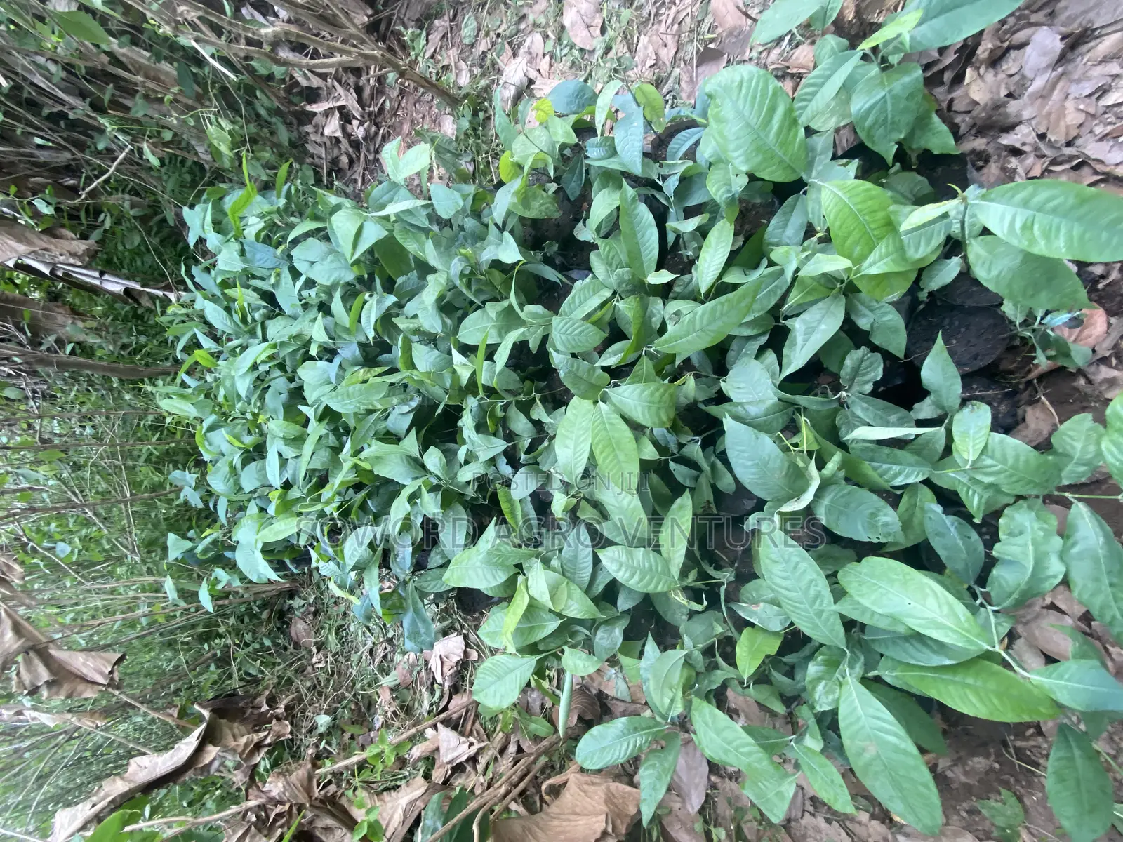 Irvingia Wombulu (Ogbono) Seedlings