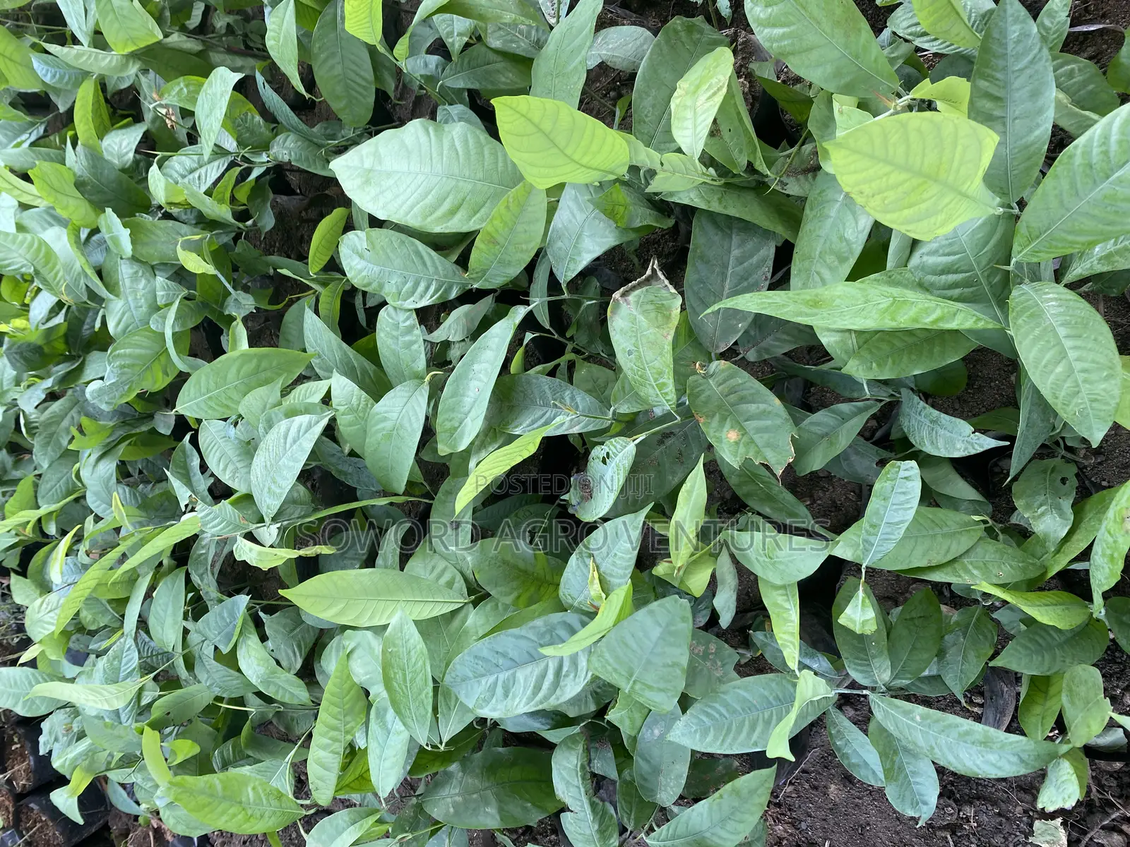 Irvingia Wombulu (Ogbono) Seedlings
