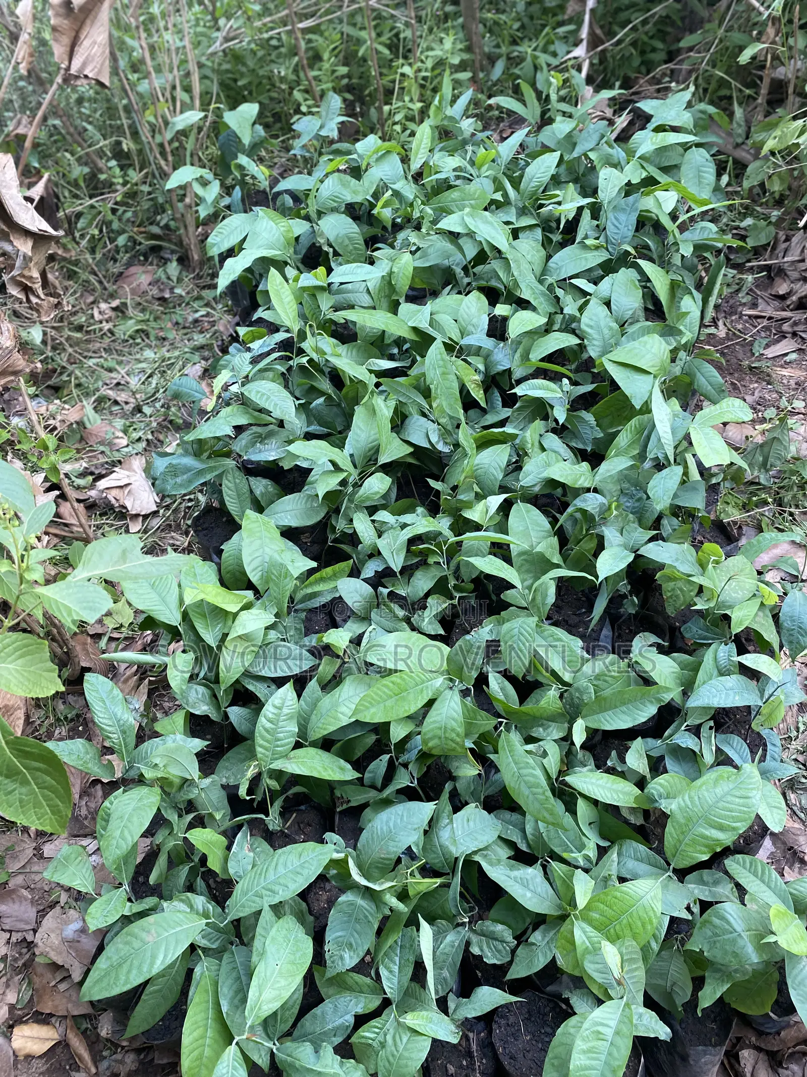 Irvingia Wombulu (Ogbono) Seedlings