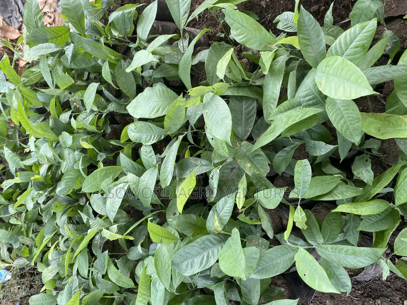 Irvingia Wombulu (Ogbono) Seedlings
