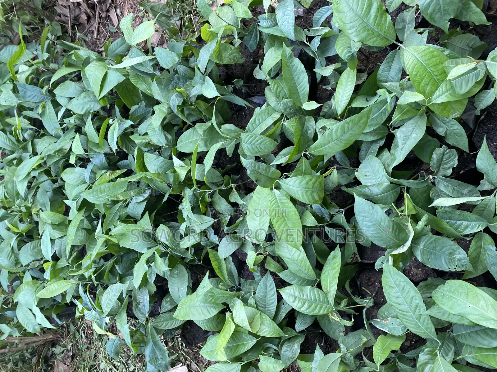 Irvingia Wombulu (Ogbono) Seedlings