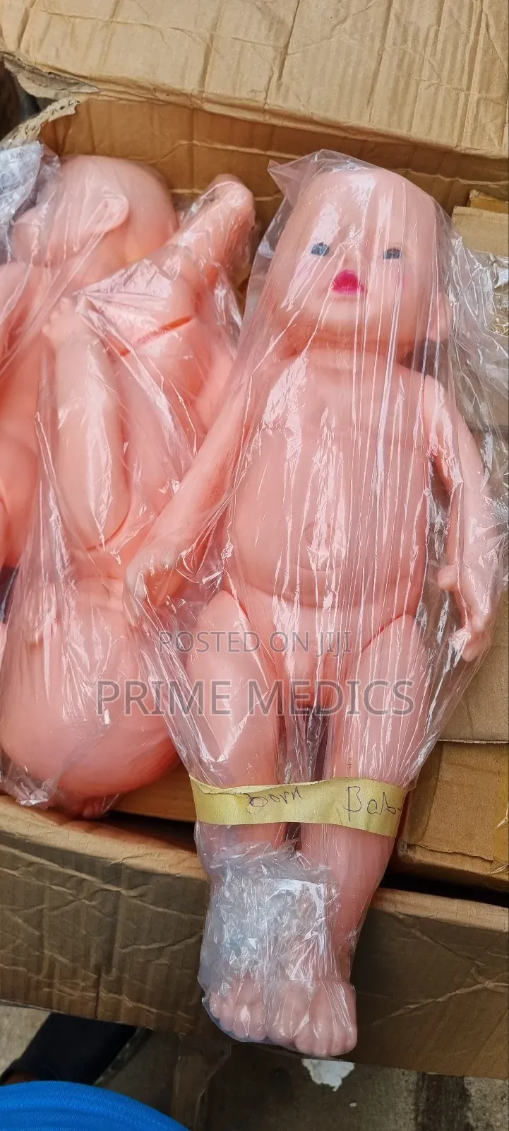 Child/Kid Manikin