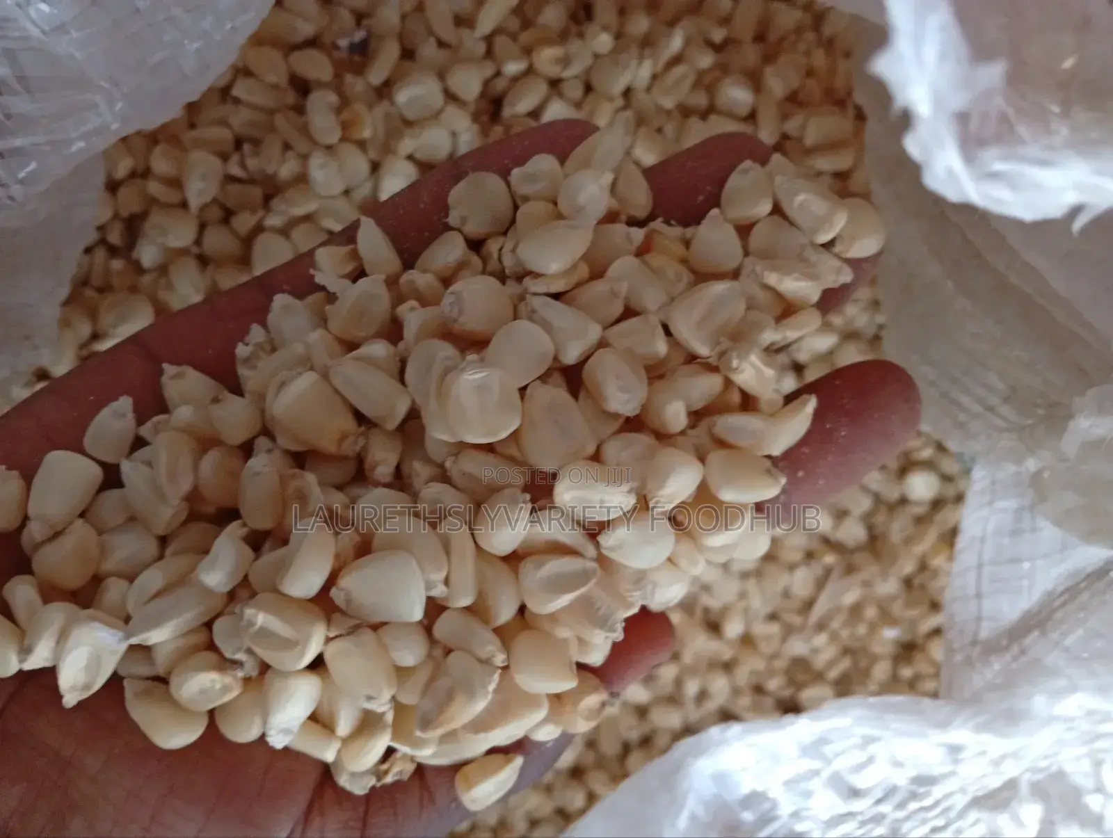 Your Trusted Partner for Quality White Maize–Buy in Bulk!