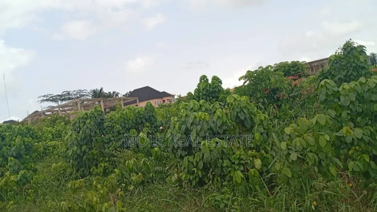 50 Acres of Virgin Farmland Mologed Odeda Ogun Syate