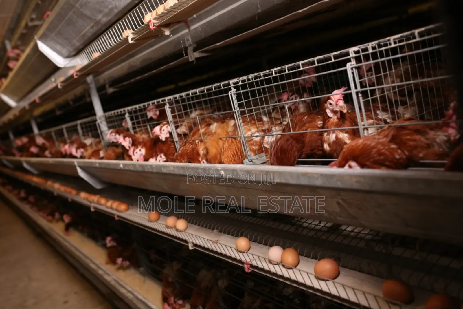 60000 Birds Automated Poultry 20 Hectre 4 Sale Ogun State