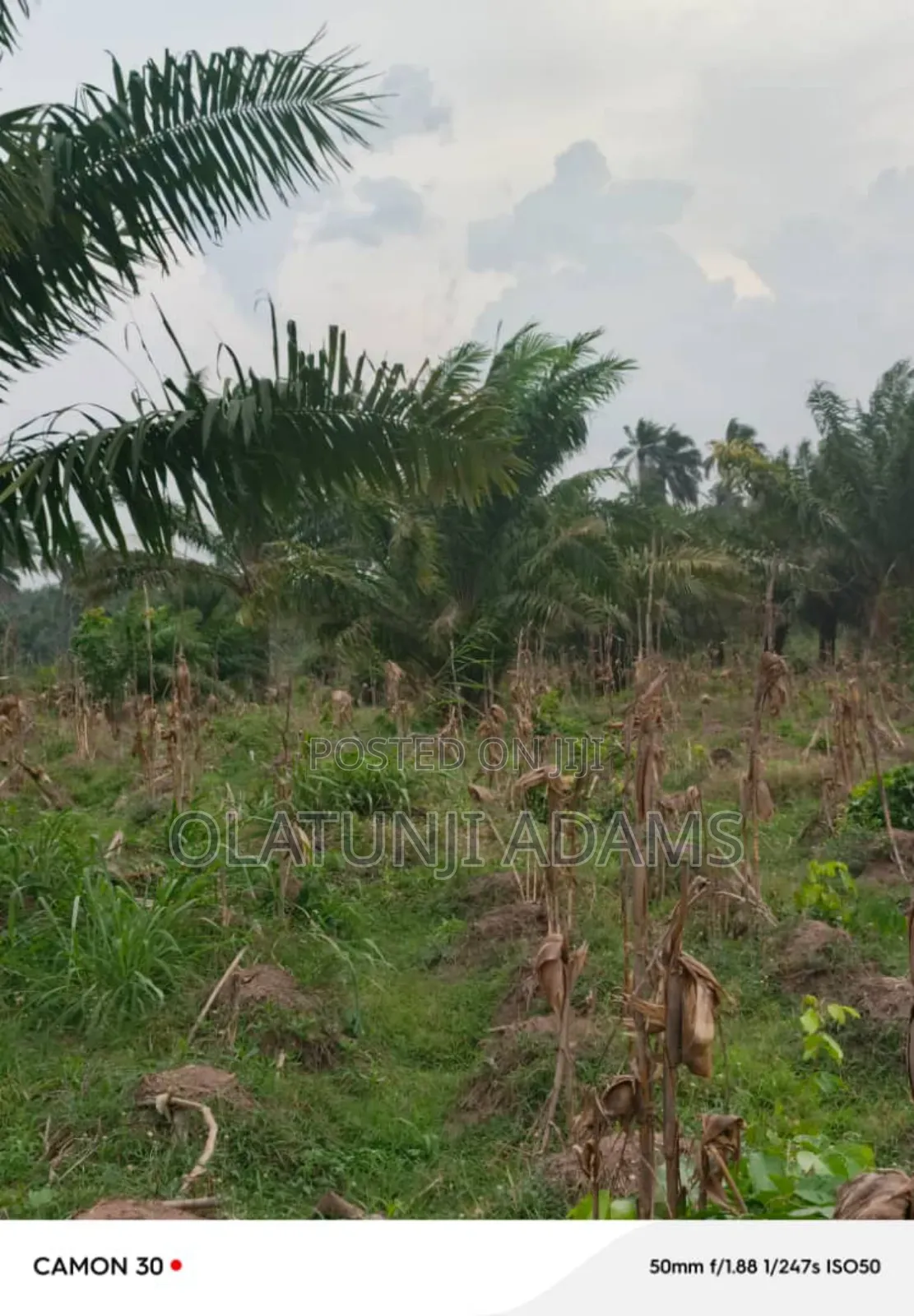 25acres of Palm Tree and Cashew Farmland at Egbedi Town