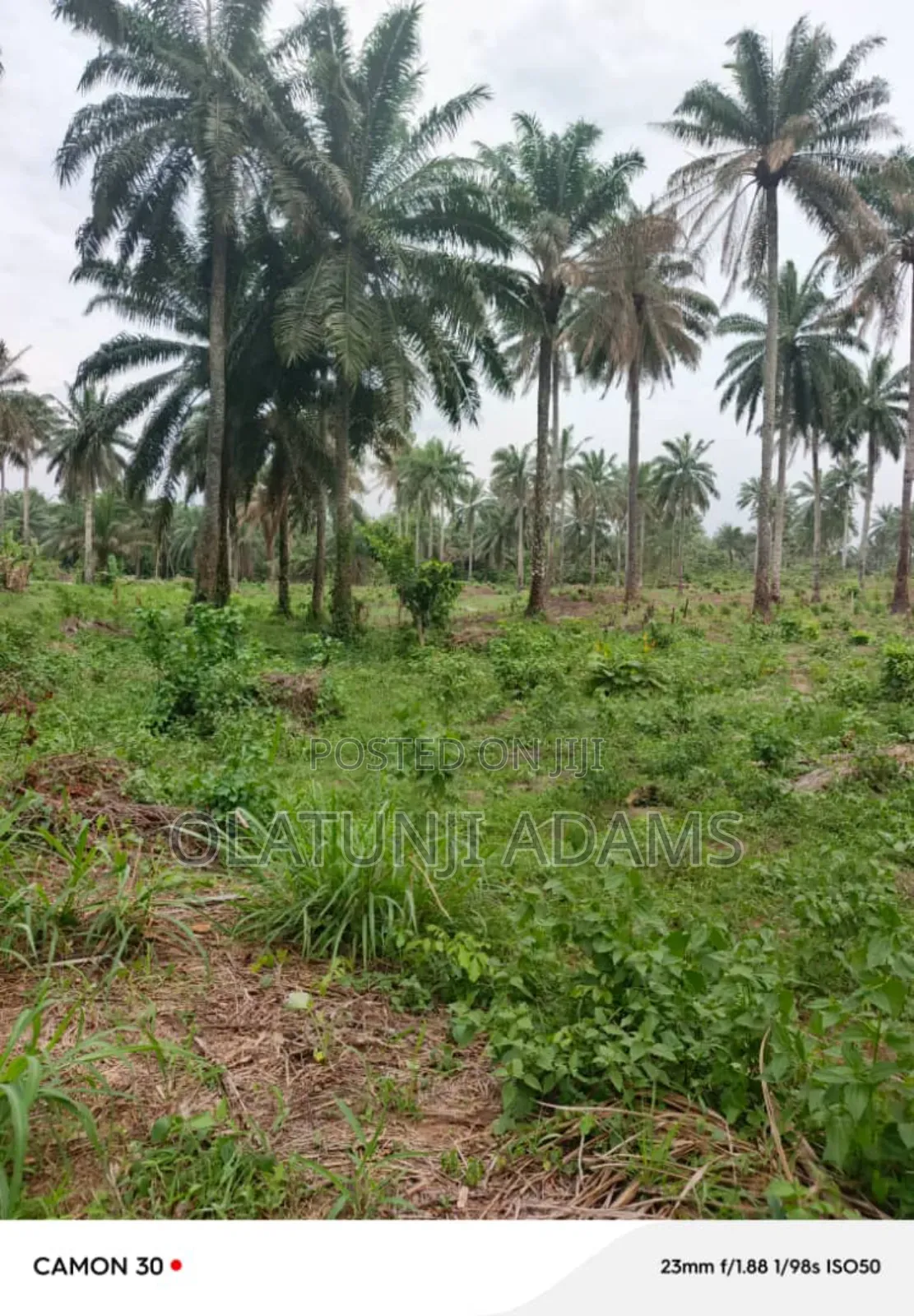 25acres of Palm Tree and Cashew Farmland at Egbedi Town