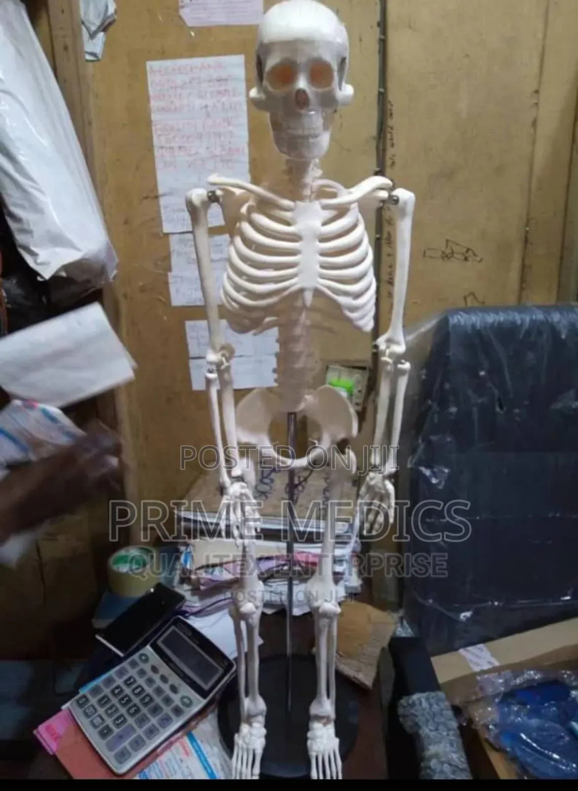 Adult Skeleton