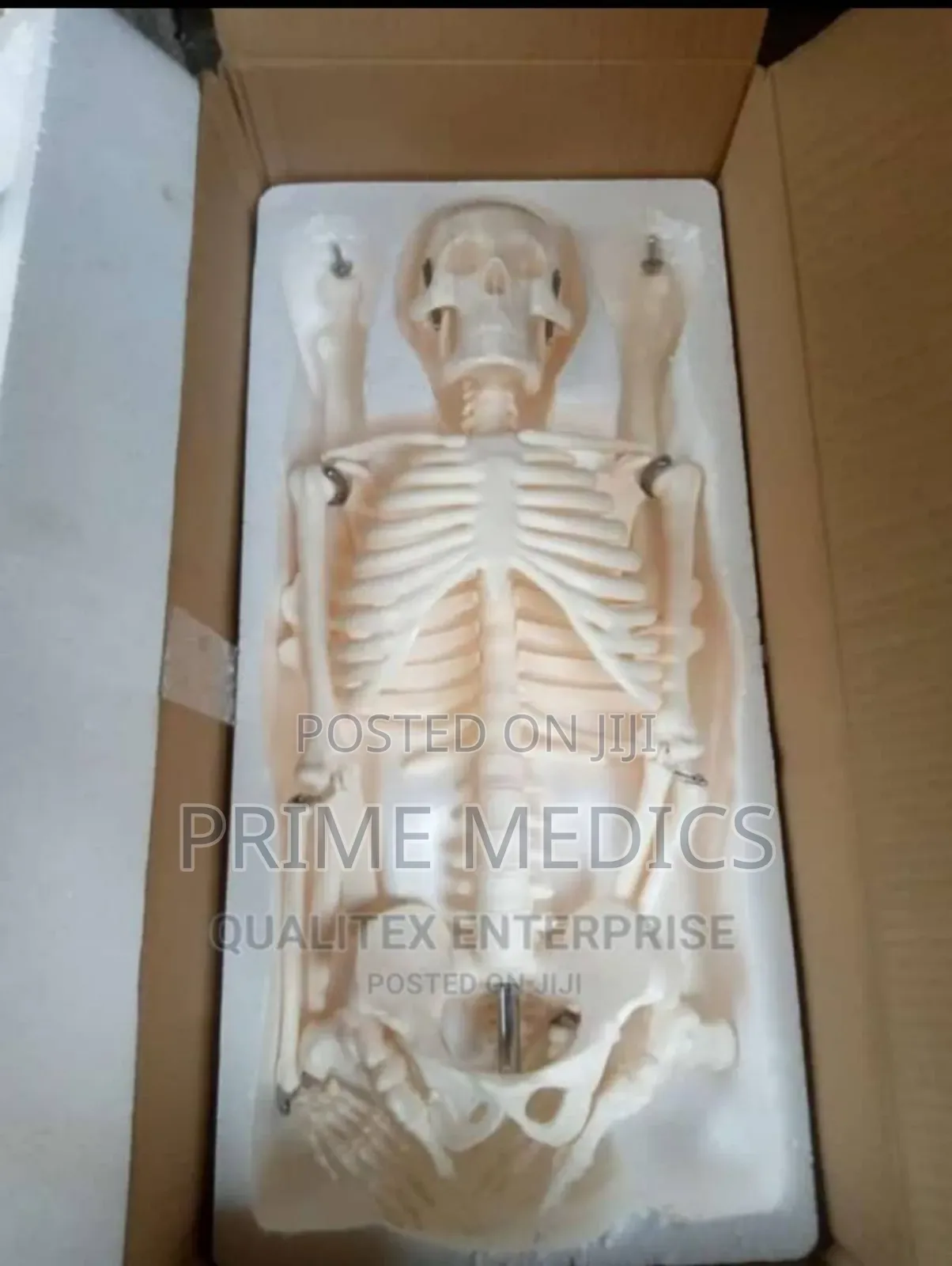 Adult Skeleton