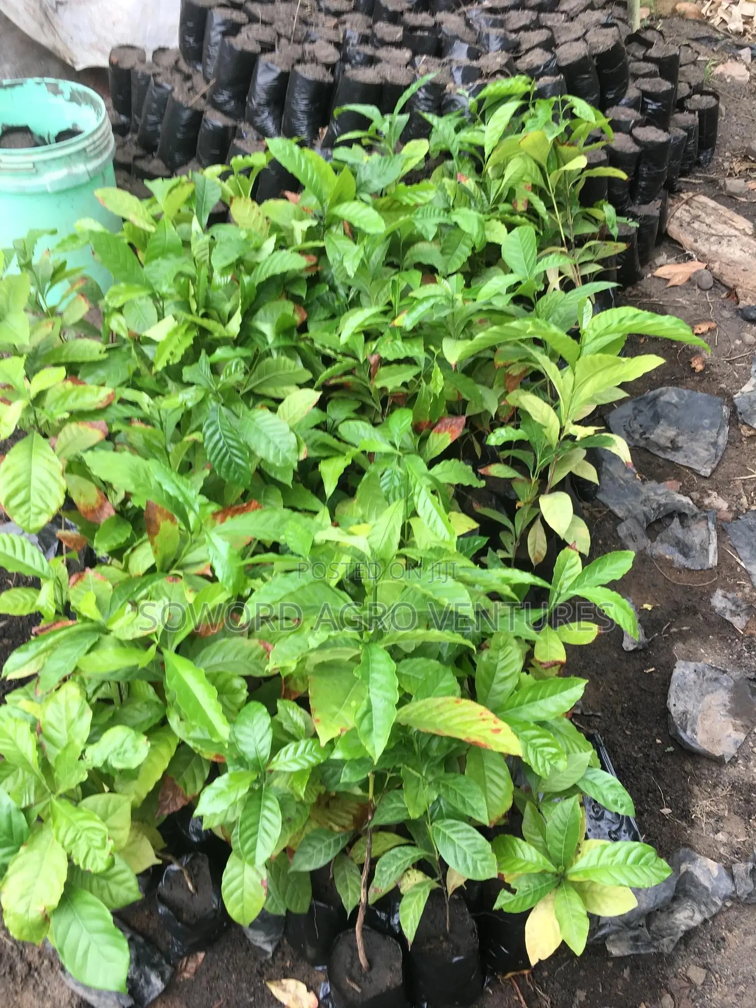 Hybrid Coffee Seedlings