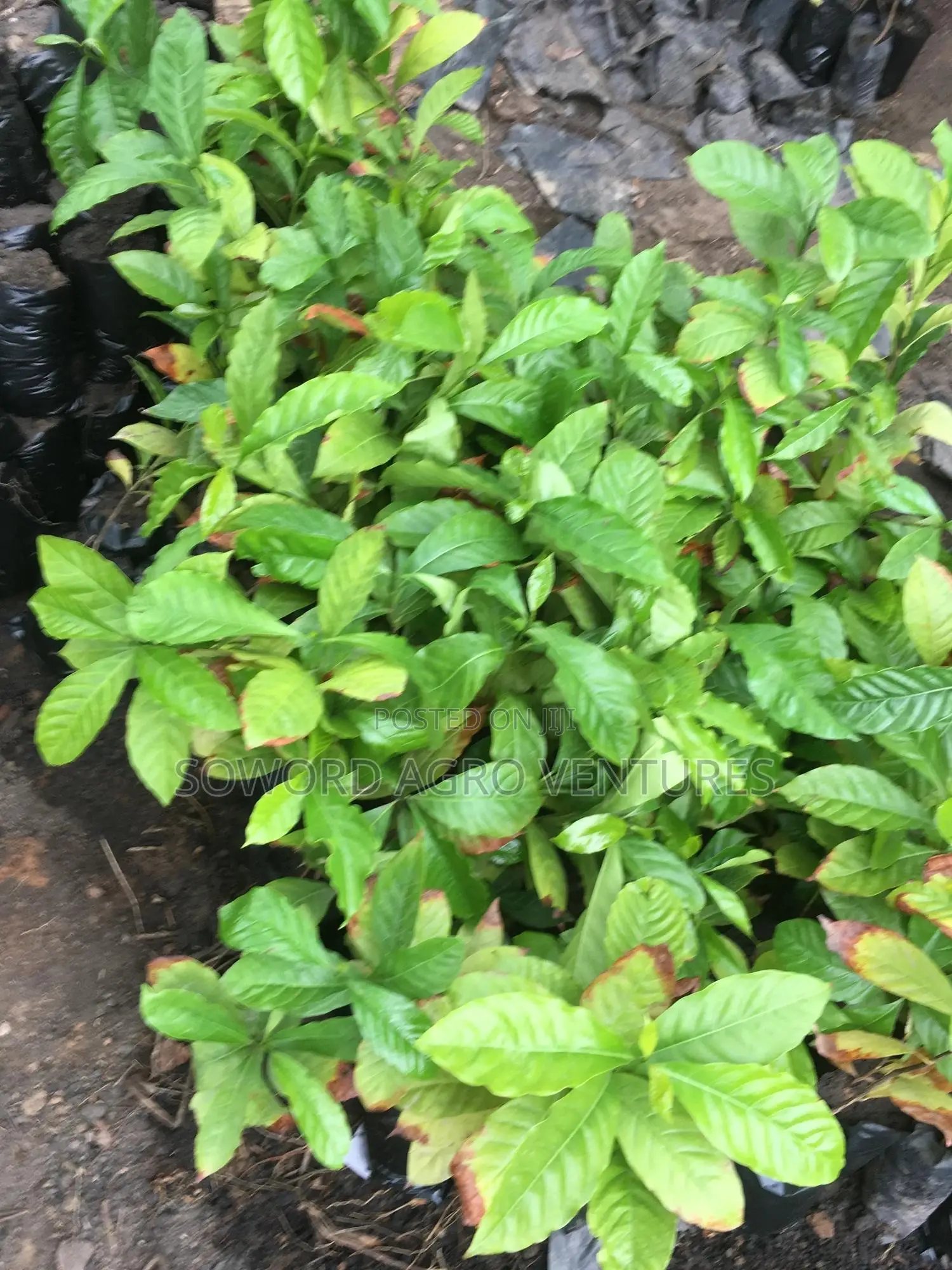 Hybrid Coffee Seedlings