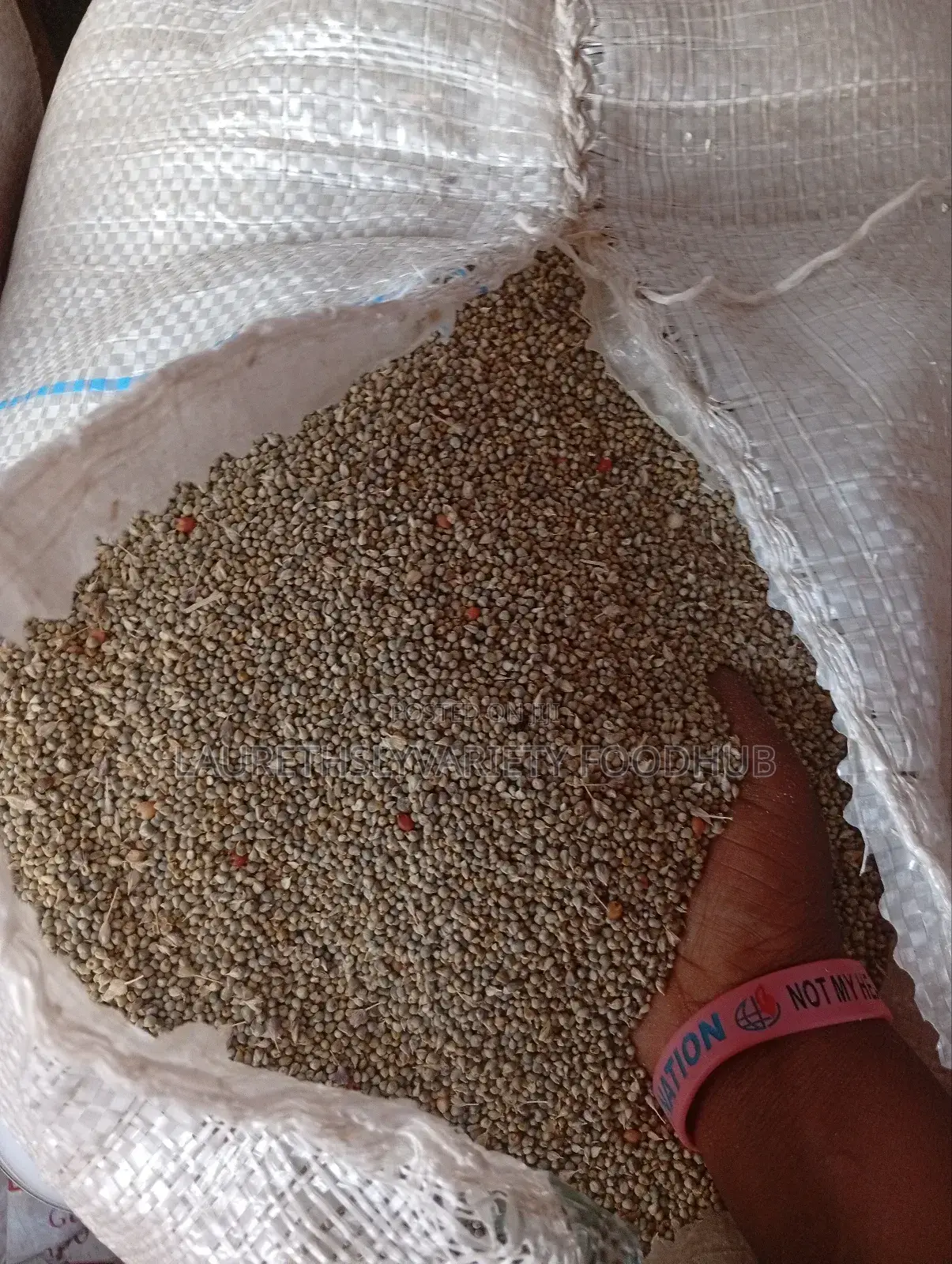 "Finely Harvested Millet Available in Wholesale Deal!