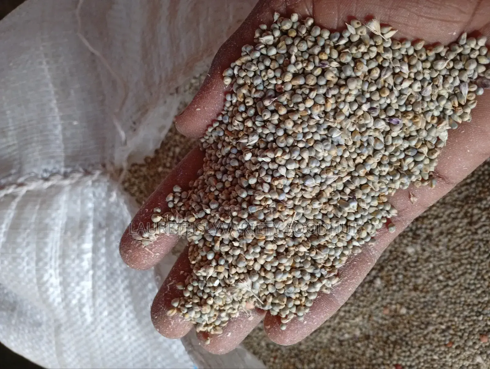 "Finely Harvested Millet Available in Wholesale Deal!