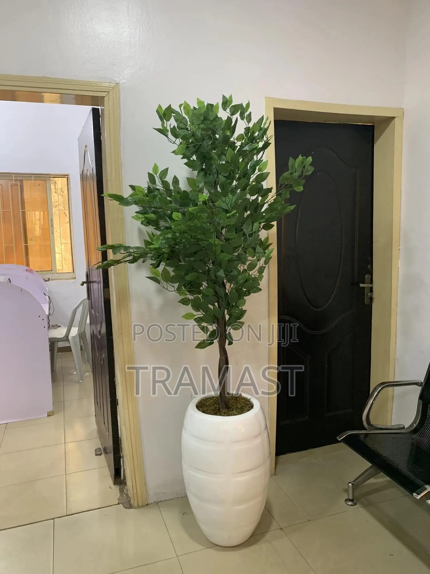 Classic Granade, 150cm Ficus Plant And Combo