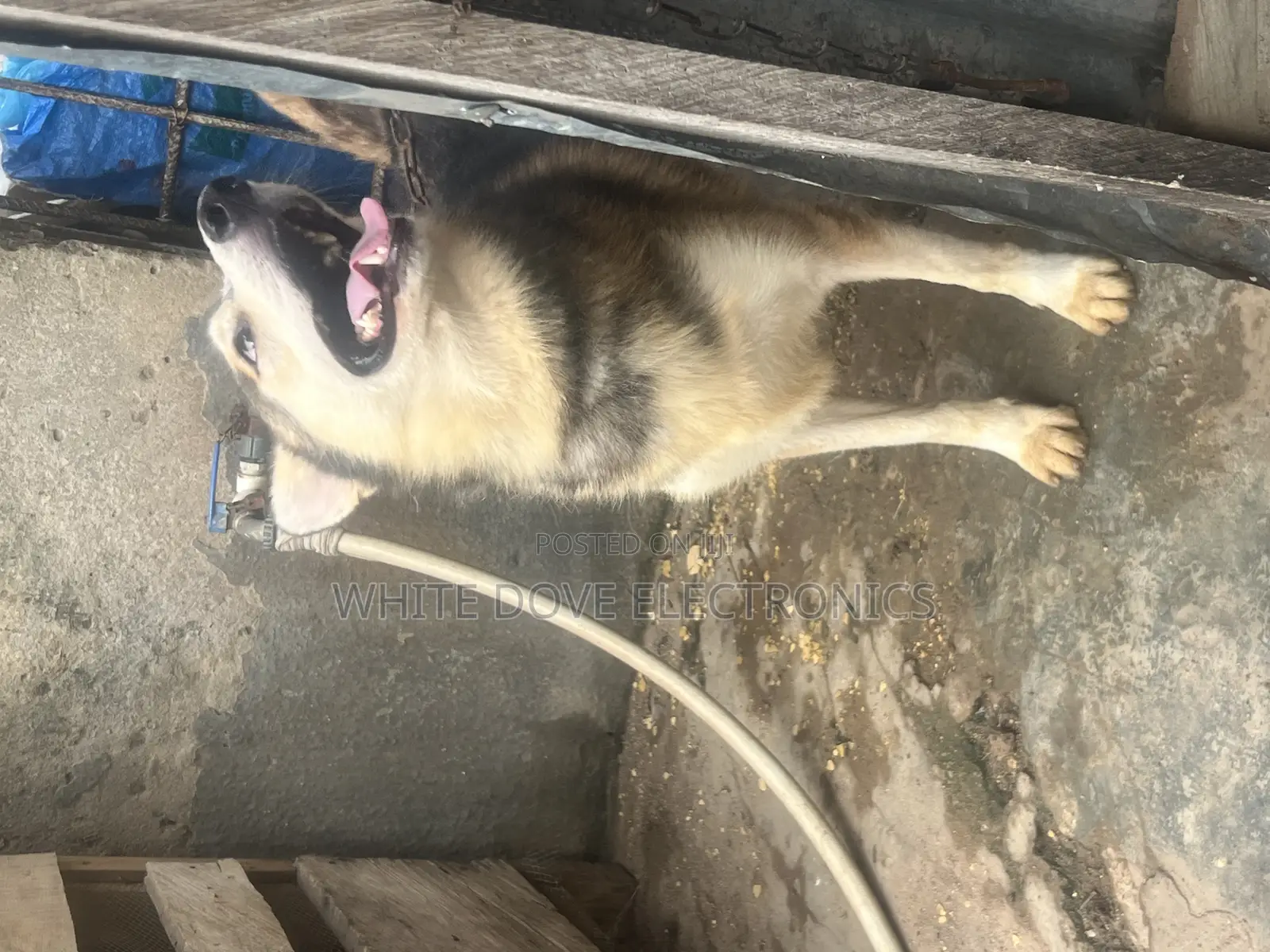 1+ year Male Purebred Siberian Husky