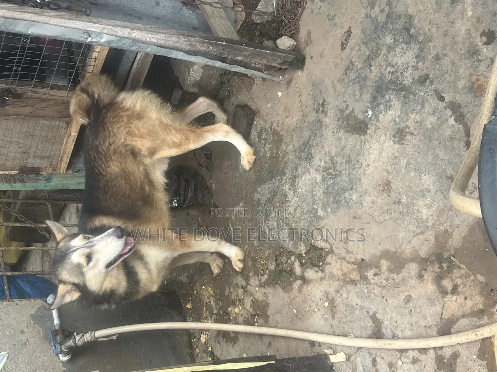 1+ year Male Purebred Siberian Husky