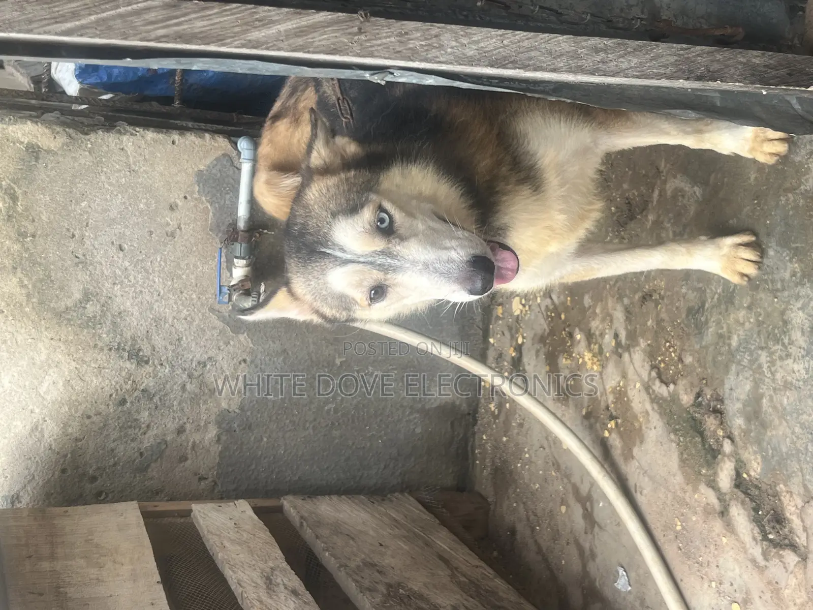 1+ year Male Purebred Siberian Husky