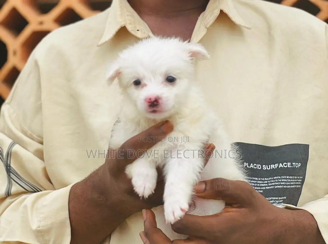 1-3 months Female Purebred American Eskimo