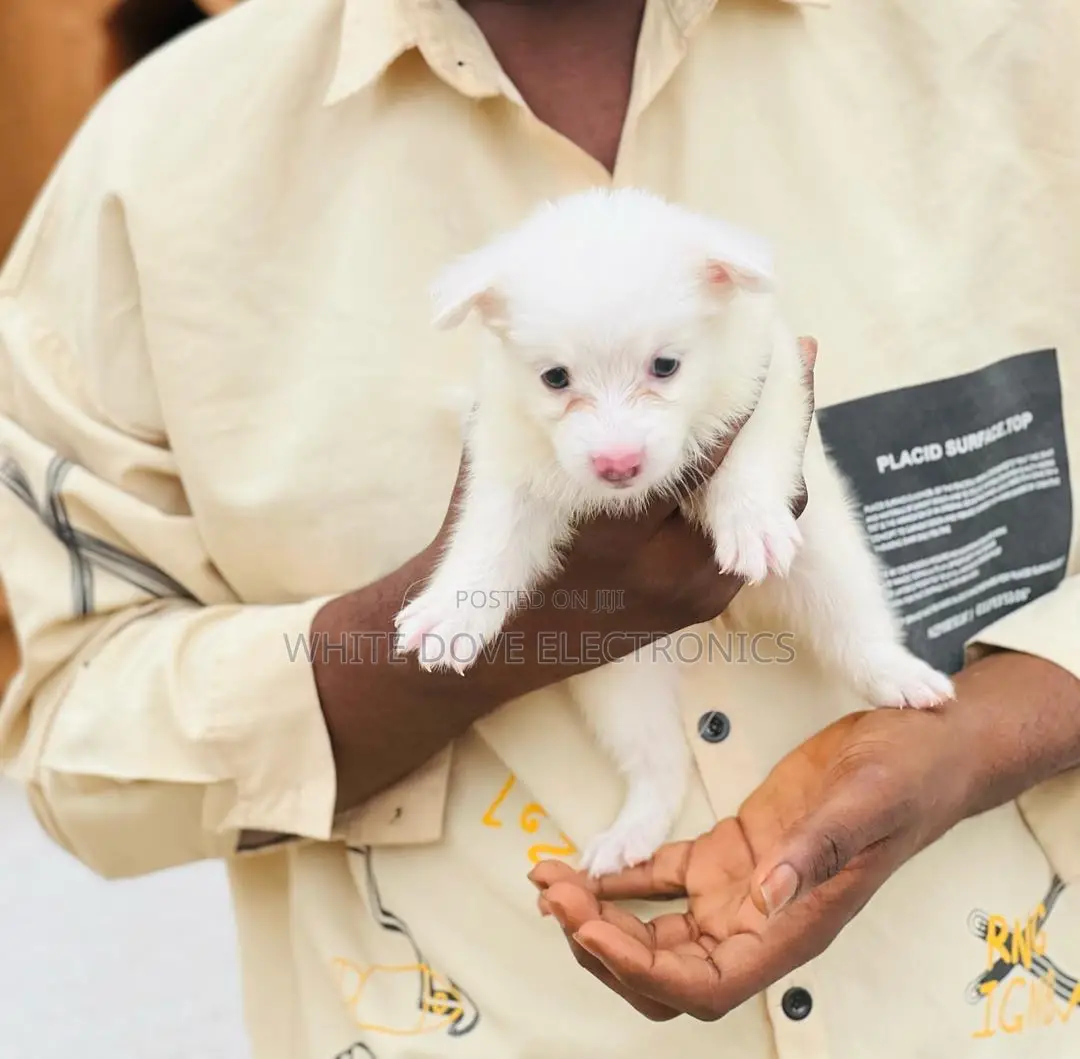 1-3 months Female Purebred American Eskimo