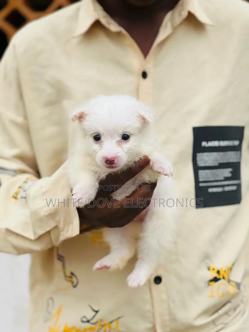 1-3 months Female Purebred American Eskimo