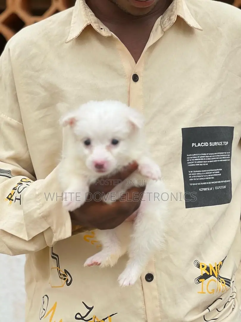 1-3 months Female Purebred American Eskimo
