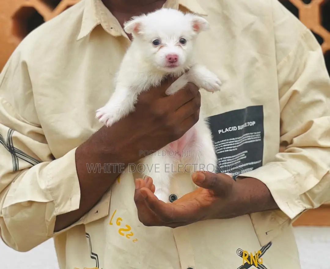 1-3 months Female Purebred American Eskimo