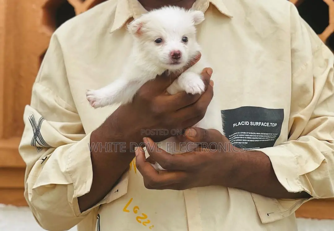 1-3 months Female Purebred American Eskimo