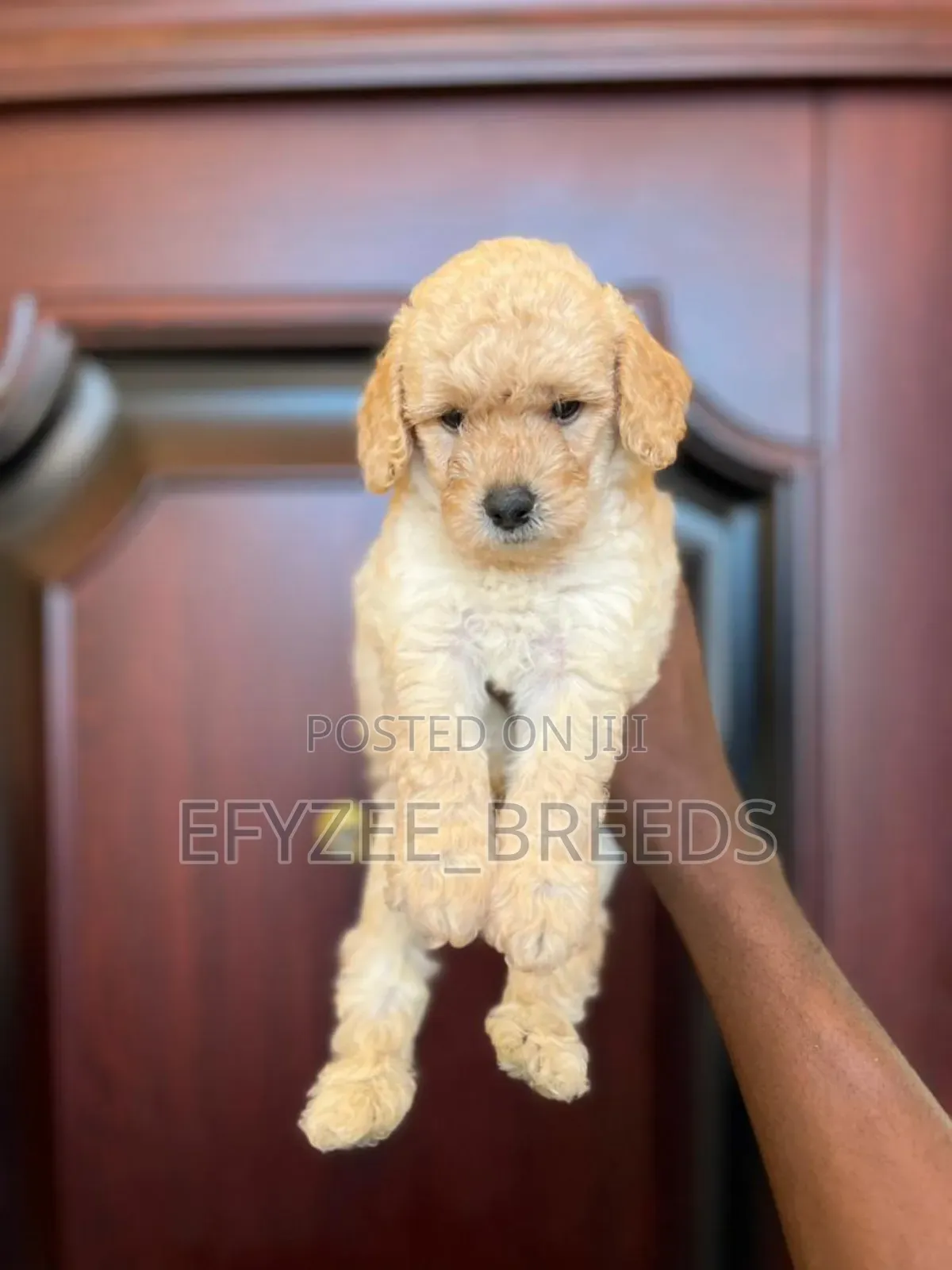 1-3 months Female Purebred Poodle