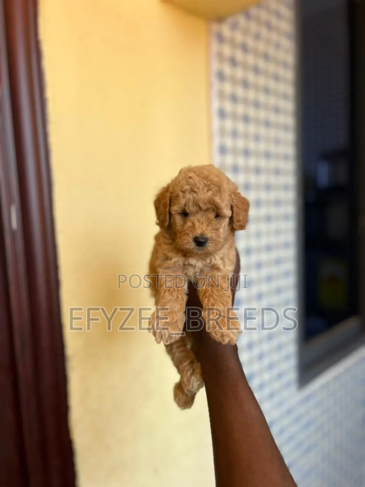 1-3 months Female Purebred Poodle