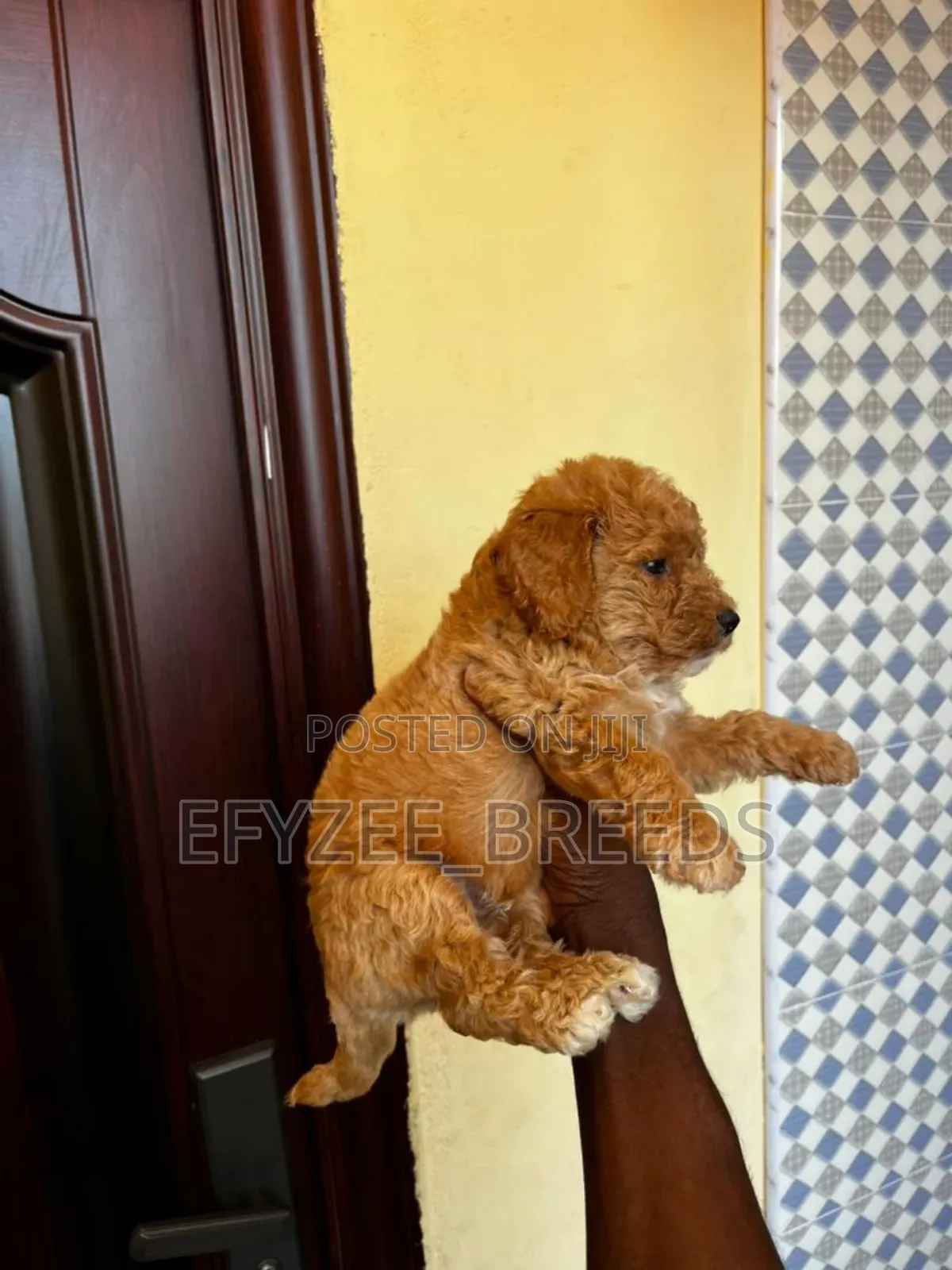 1-3 months Female Purebred Poodle