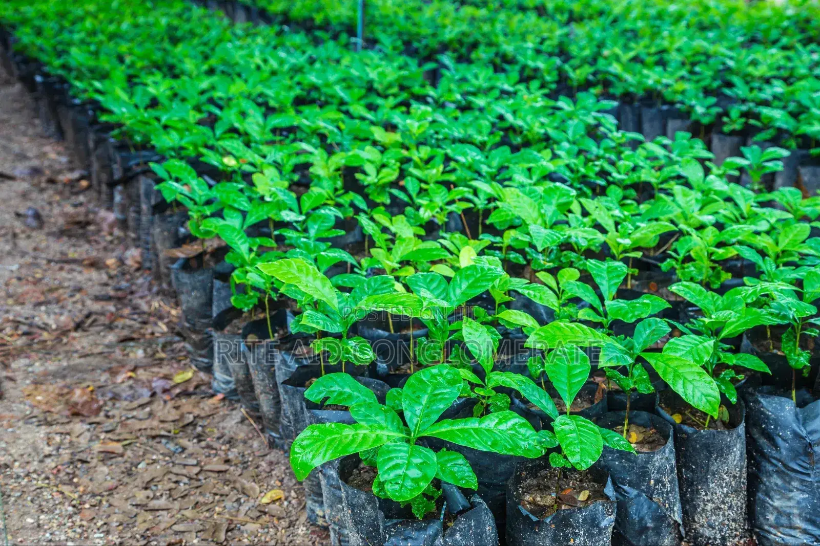 Crin Coffee Seedlings