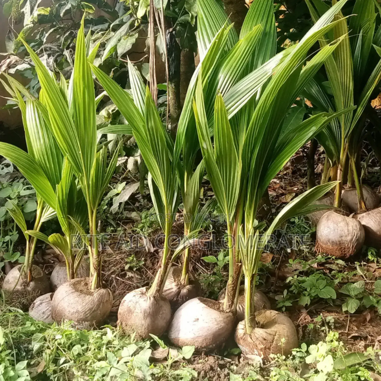 Hybrid Dwarf Coconut Seedlings
