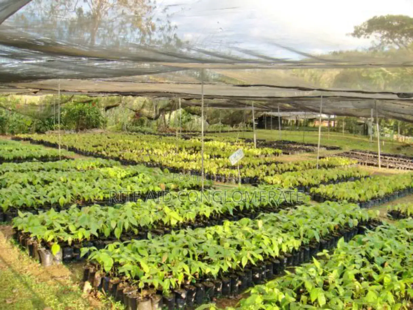 Crin Tc-8 Cocoa Seedlings