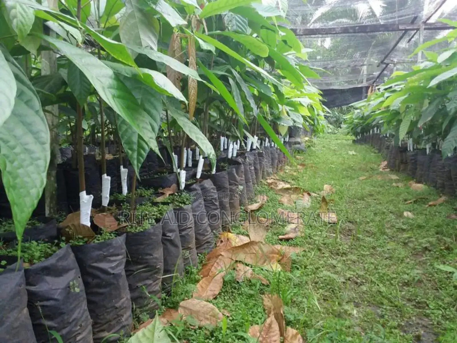 Crin Tc-8 Cocoa Seedlings
