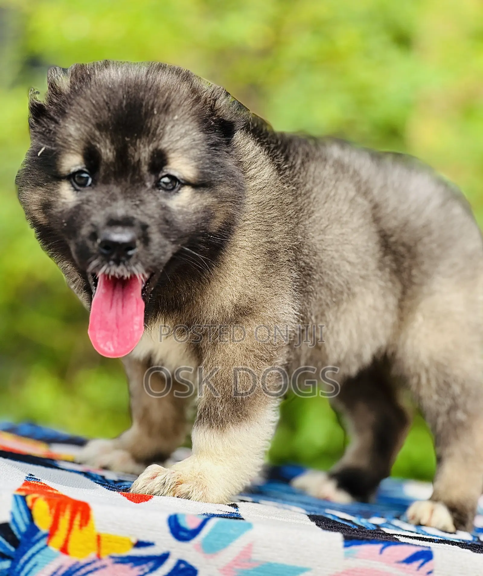 1-3 months Male Purebred Caucasian Shepherd