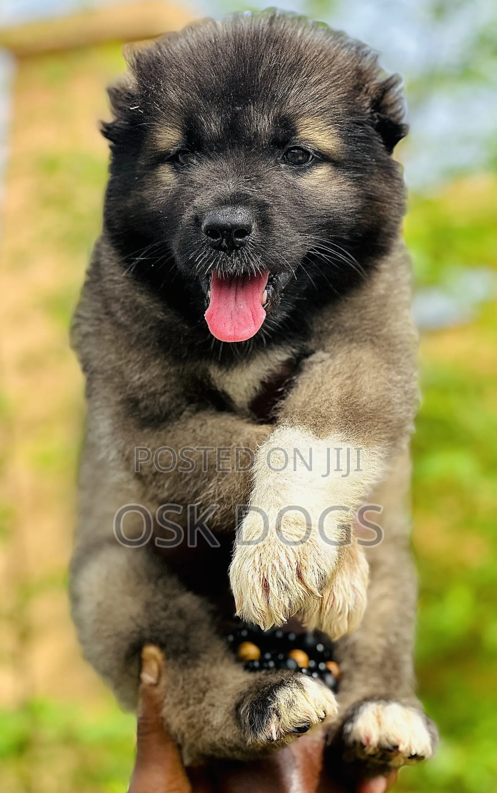 1-3 months Male Purebred Caucasian Shepherd