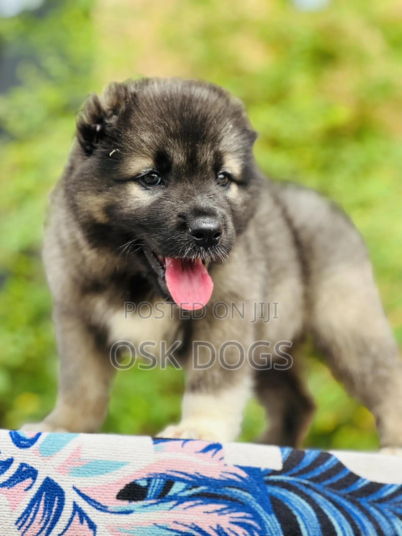 1-3 months Male Purebred Caucasian Shepherd