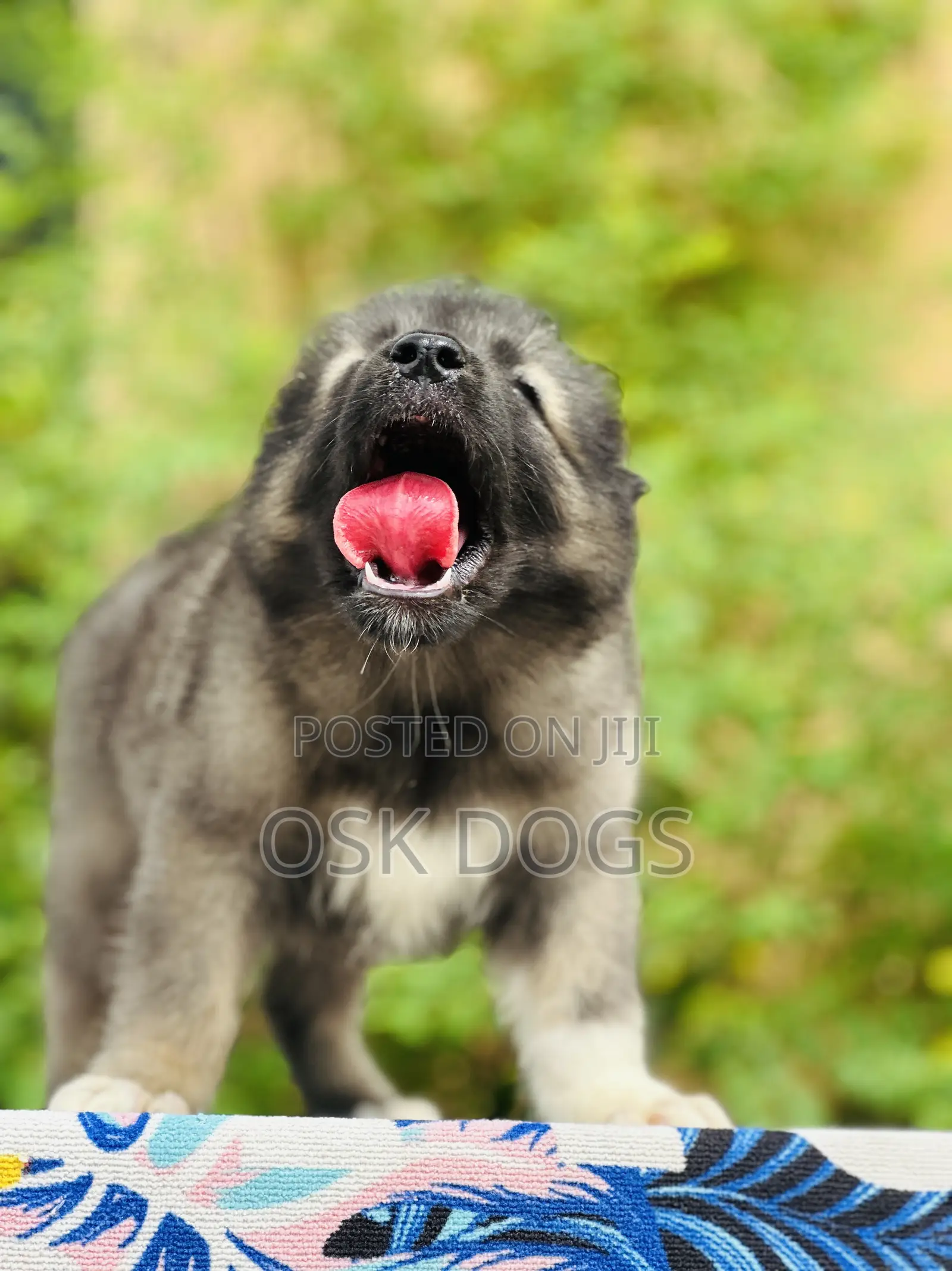 1-3 months Male Purebred Caucasian Shepherd