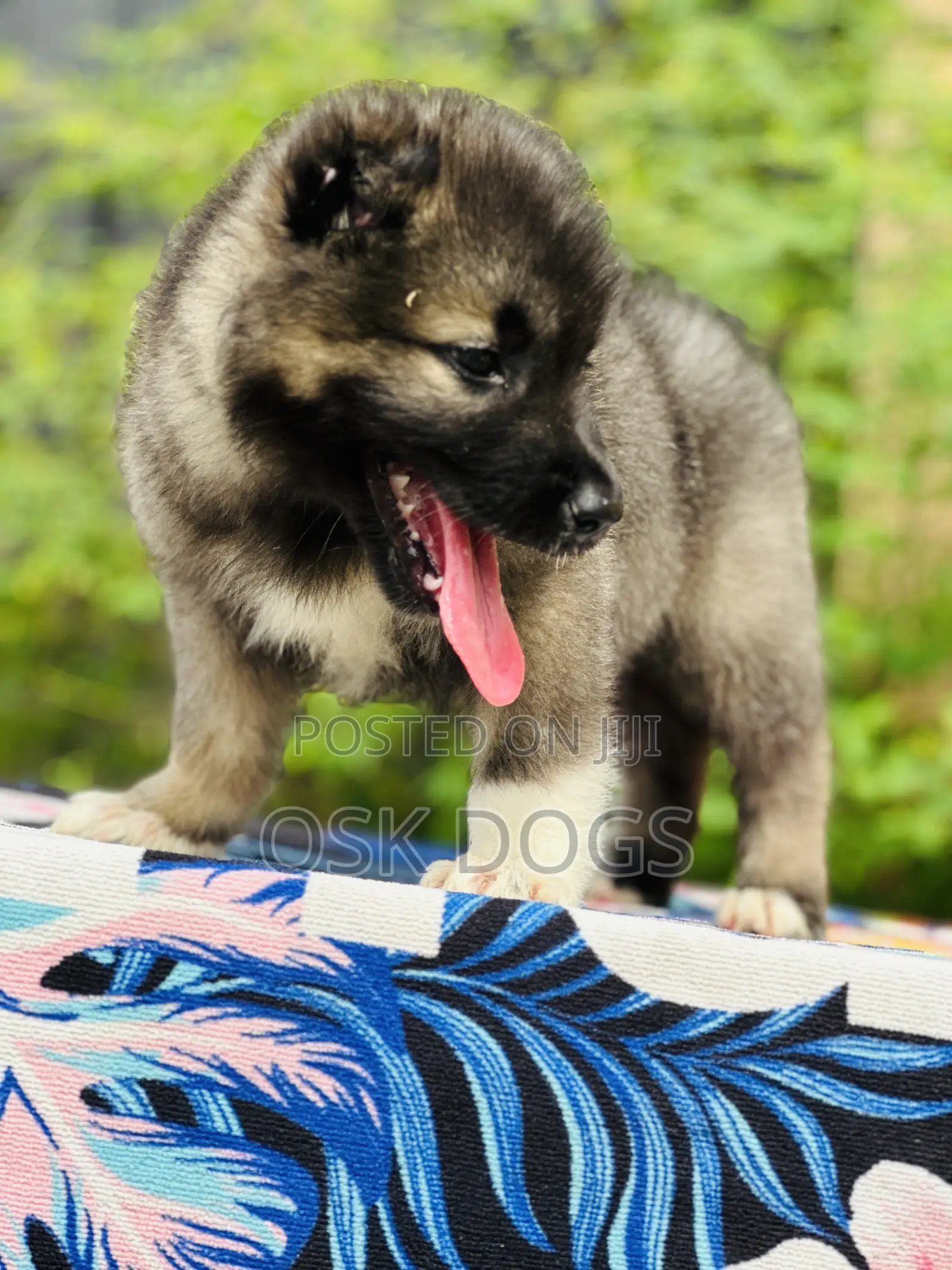1-3 months Male Purebred Caucasian Shepherd