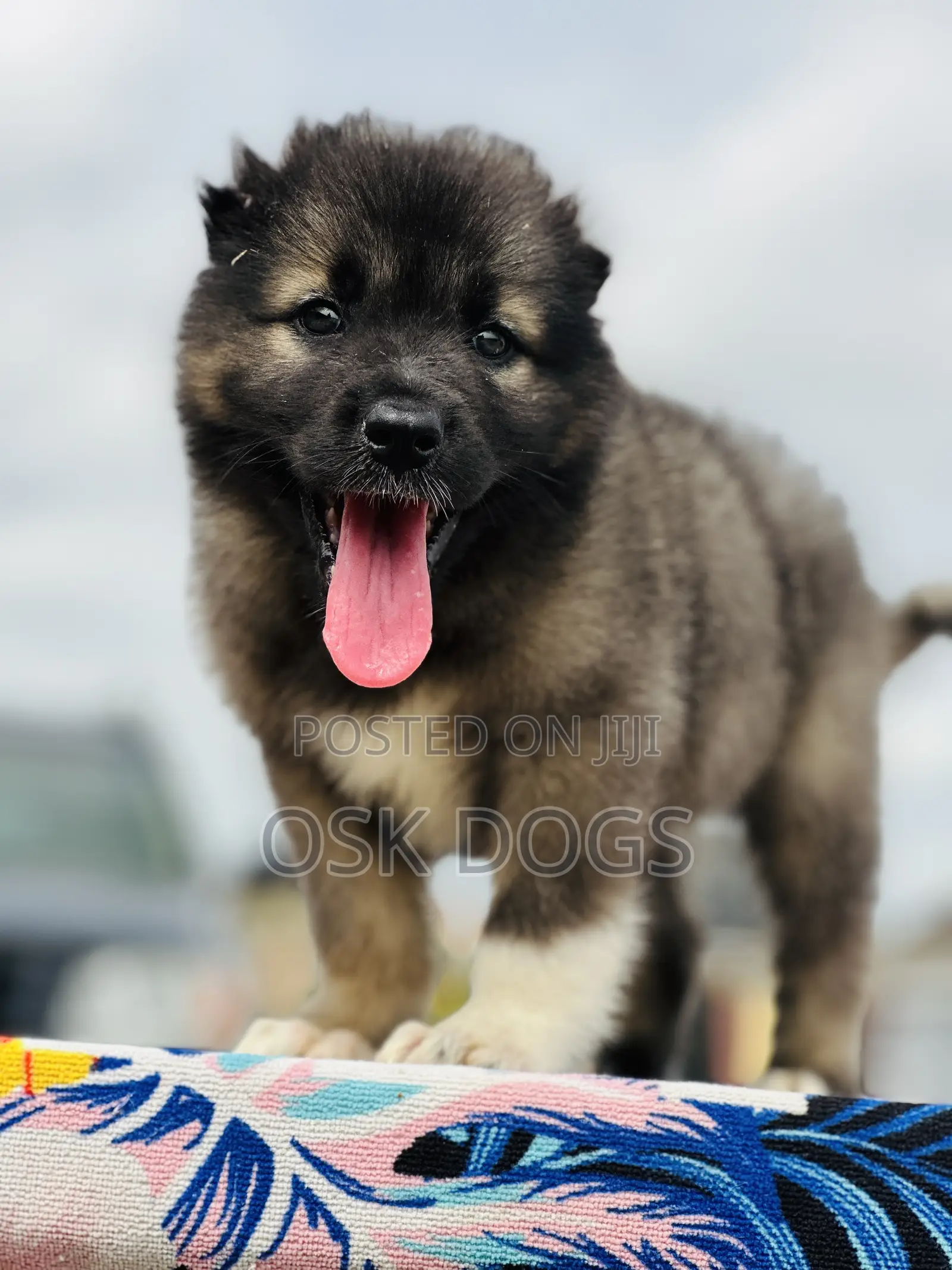 1-3 months Female Purebred Caucasian Shepherd