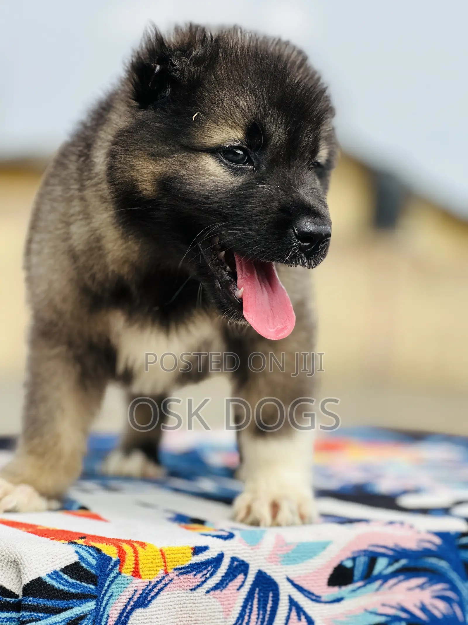 1-3 months Male Purebred Caucasian Shepherd