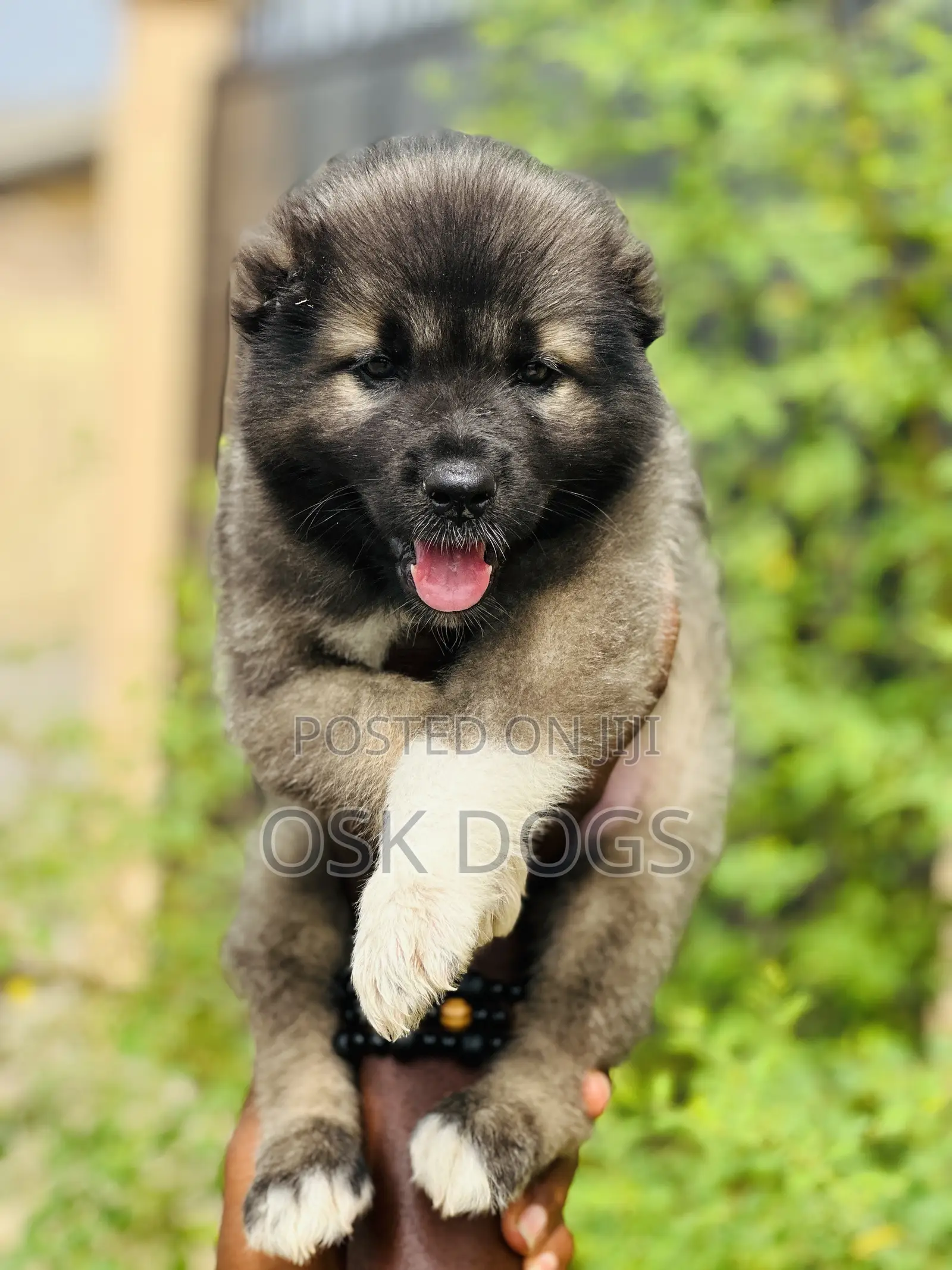 1-3 months Male Purebred Caucasian Shepherd