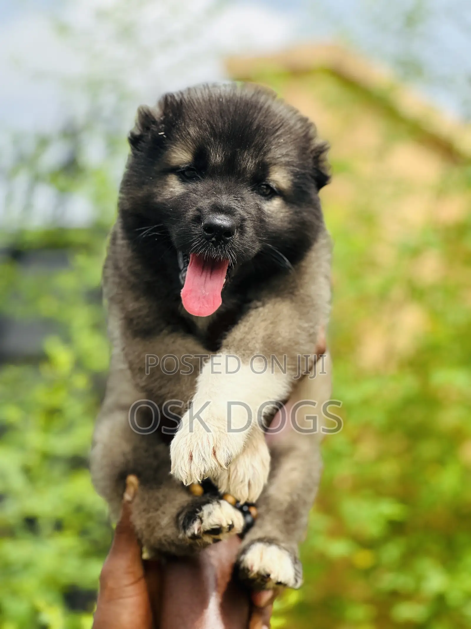 1-3 months Male Purebred Caucasian Shepherd